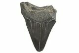 Juvenile Megalodon Tooth - South Carolina #340596-1